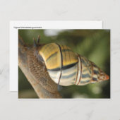 カタファンシーツムリはがき ポストカード (正面/裏面)