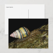 カタファンシーツムリはがき ポストカード (正面/裏面)