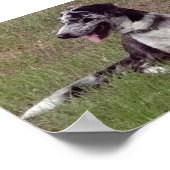 カタホラレオパドッグ ポスター (角)