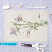 カタリナマリポサバイマリオヴォーウォルコット 薄葉紙 (クラフト)