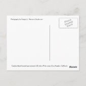 カタリナ島カリフォルニアポストカード ポストカード (裏面)