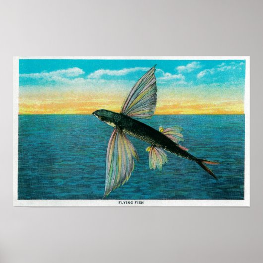 カタリ飛んでいるナ島で魚 ポスター (正面)
