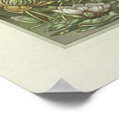 カタルズウォーターリリーバイアントンSeder ポスター (角)