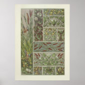 カタルズウォーターリリーバイアントンSeder ポスター (正面)