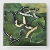 カタルパワームズお気に入りのナマズの餌芸術 スクエア壁時計 (正面)