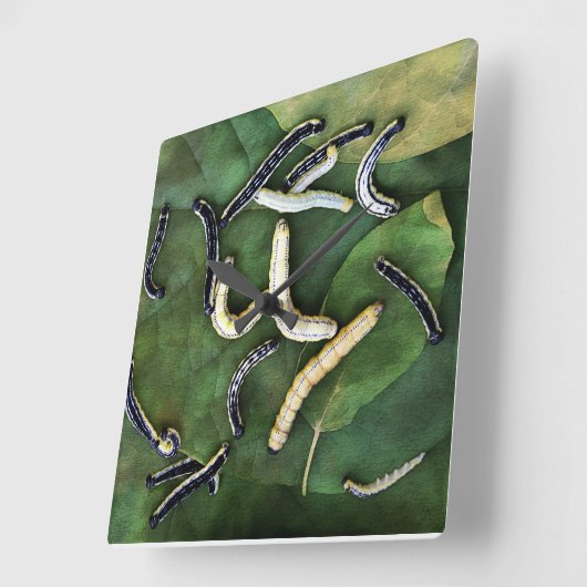 カタルパワームズお気に入りのナマズの餌芸術 スクエア壁時計 (傾斜)