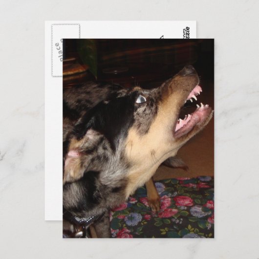 カターホラレオパード犬が歯を見せる ポストカード (正面/裏面)