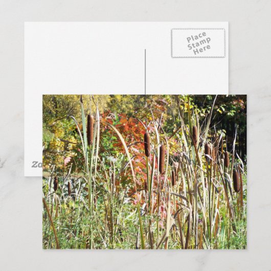 カタール ポストカード (正面/裏面)