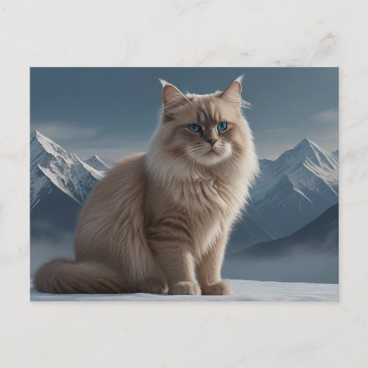 カッコいい子猫 ポストカード (正面)