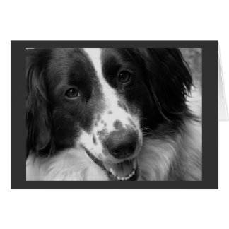 カッコいい、平静およびリラックスした犬