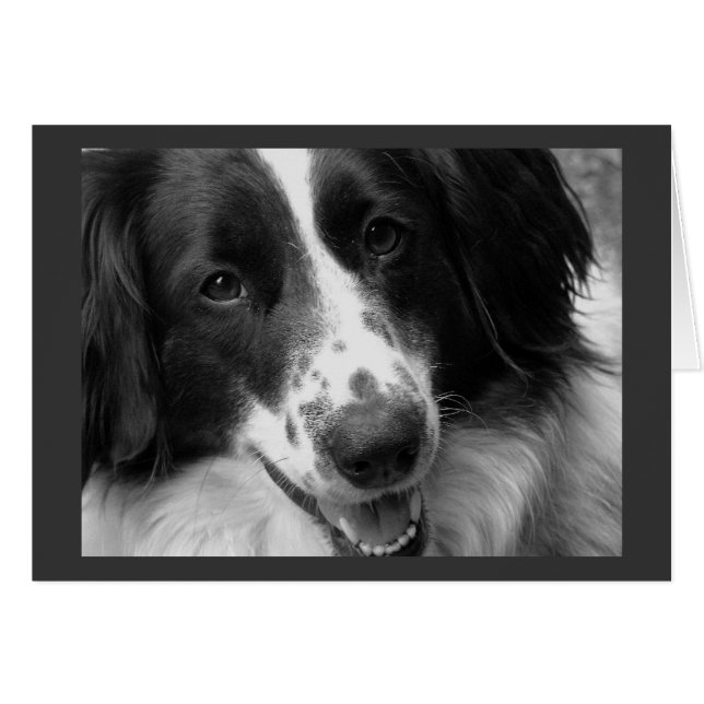 カッコいい、平静およびリラックスした犬 (正面横)