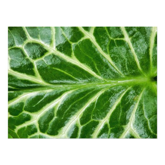カッコウ海綿植物 フォトプリント            (正面)
