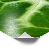 カッコウ海綿植物 フォトプリント            (角)