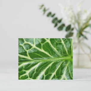 カッコウ海綿植物 ポストカード