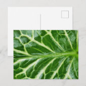 カッコウ海綿植物 ポストカード (正面/裏面)