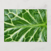 カッコウ海綿植物 ポストカード (正面)