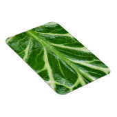 カッコウ海綿植物 マグネット (右側)