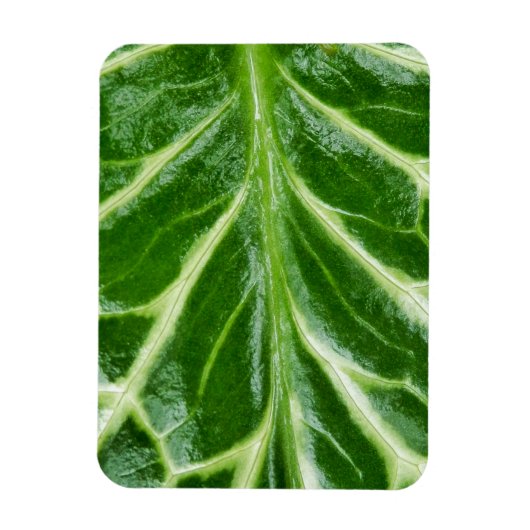 カッコウ海綿植物 マグネット (縦)