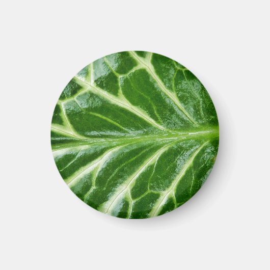カッコウ海綿植物 マグネット (正面)