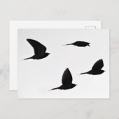 カッコウ群はがき ポストカード (正面/裏面)