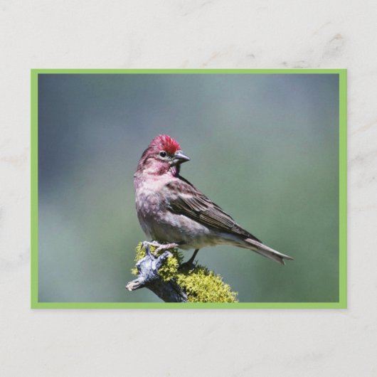 カッシンズフィンチ ポストカード (正面)