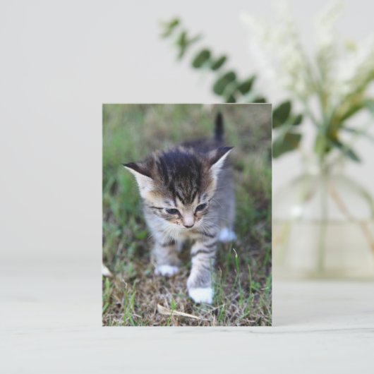 カッツェ ポストカード (スタンド正面)