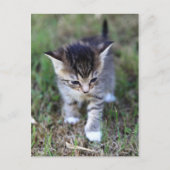 カッツェ ポストカード (正面)