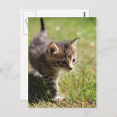 カッツェ ポストカード (正面/裏面)