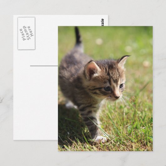 カッツェ ポストカード (正面/裏面)