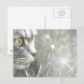 カッツ ポストカード (正面/裏面)