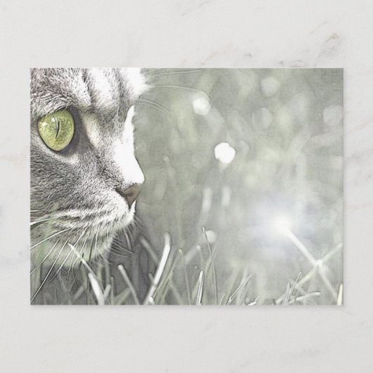 カッツ ポストカード (正面)