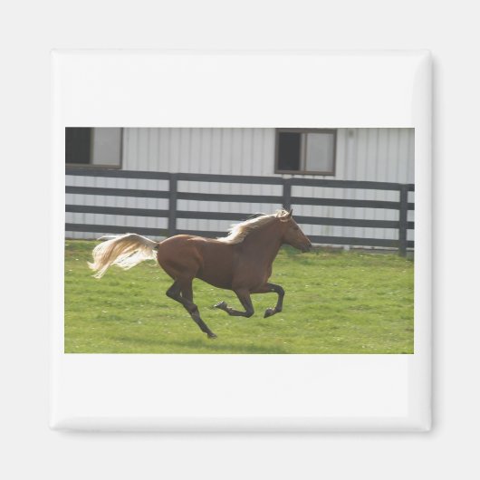 カッティンルーズ マグネット (正面)