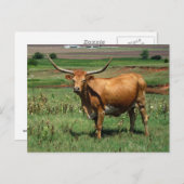 カットレカーD ポストカード (正面/裏面)