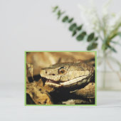 カッパーヘッド ポストカード (スタンド正面)