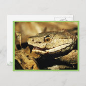 カッパーヘッド ポストカード (正面/裏面)