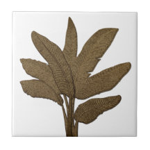 カッパールックバナナプラント葉ズホワイト