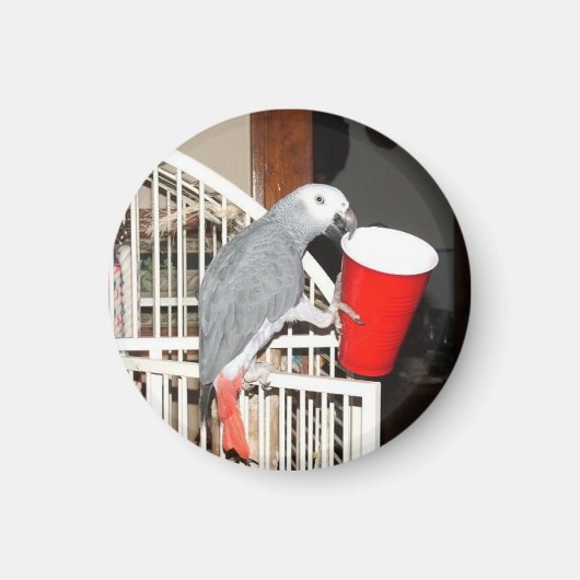 カップを持つアフリカの灰色のオウム マグネット (正面)