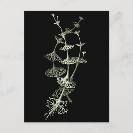 カップリチェン ポストカード (正面)