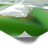 カップ小さな水仙ポスター ポスター (角)