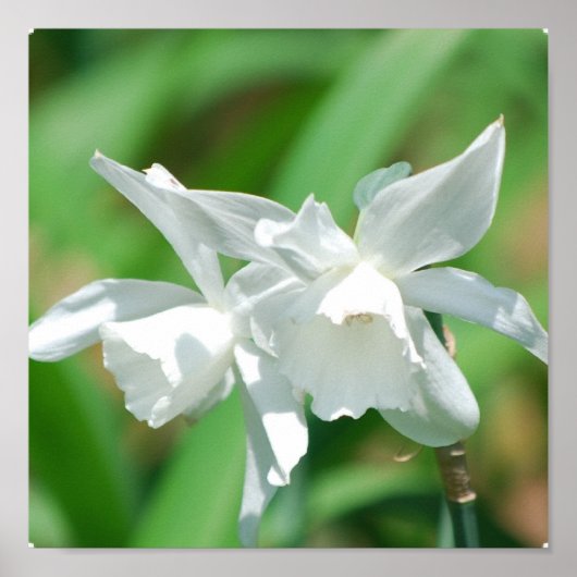 カップ小さな水仙ポスター ポスター (正面)