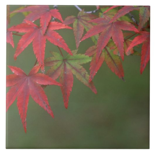 カツラ、京都、日本の紅葉 タイル (正面)