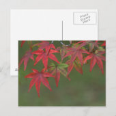 カツラ、京都、日本の紅葉 ポストカード (正面/裏面)