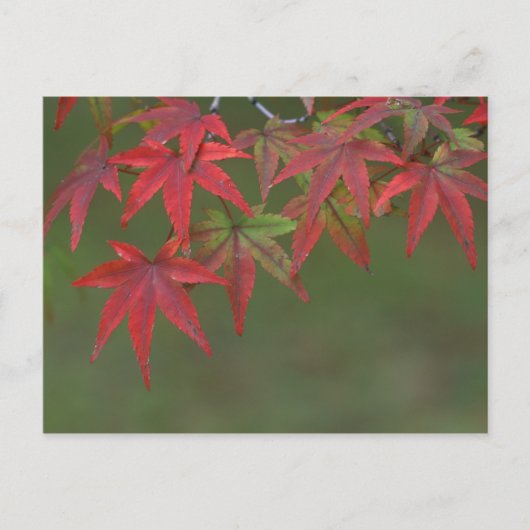 カツラ、京都、日本の紅葉 ポストカード (正面)