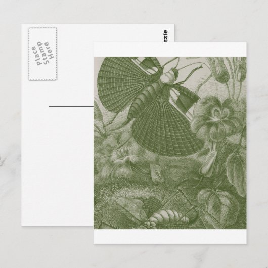 カティディズ ポストカード (正面/裏面)