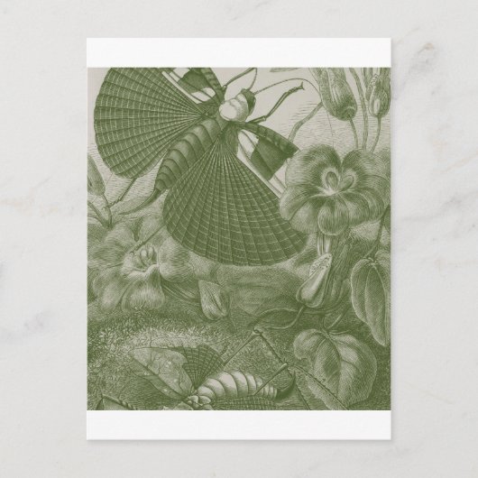 カティディズ ポストカード (正面)