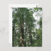 カテドラルグローブ葉書 ポストカード (正面/裏面)