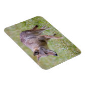 カデス・コーブ、コヨーテのフィールド マグネット (右側)