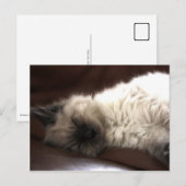 カトゥンゲ/キッテン ポストカード (正面/裏面)