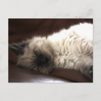 カトゥンゲ/キッテン ポストカード