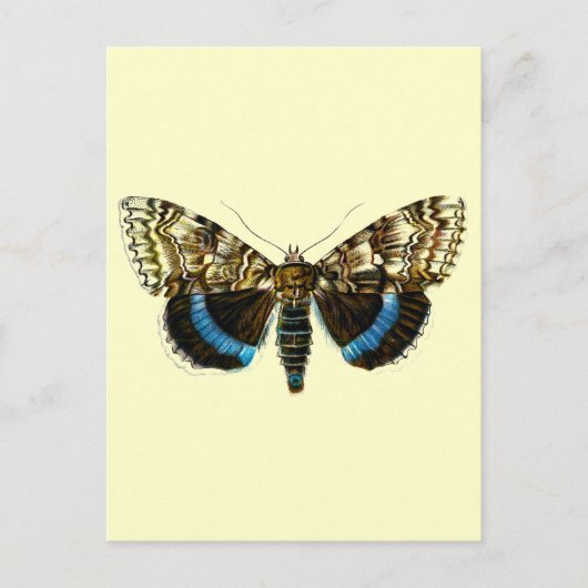 カトカラ・フラクシーニ ポストカード (正面)